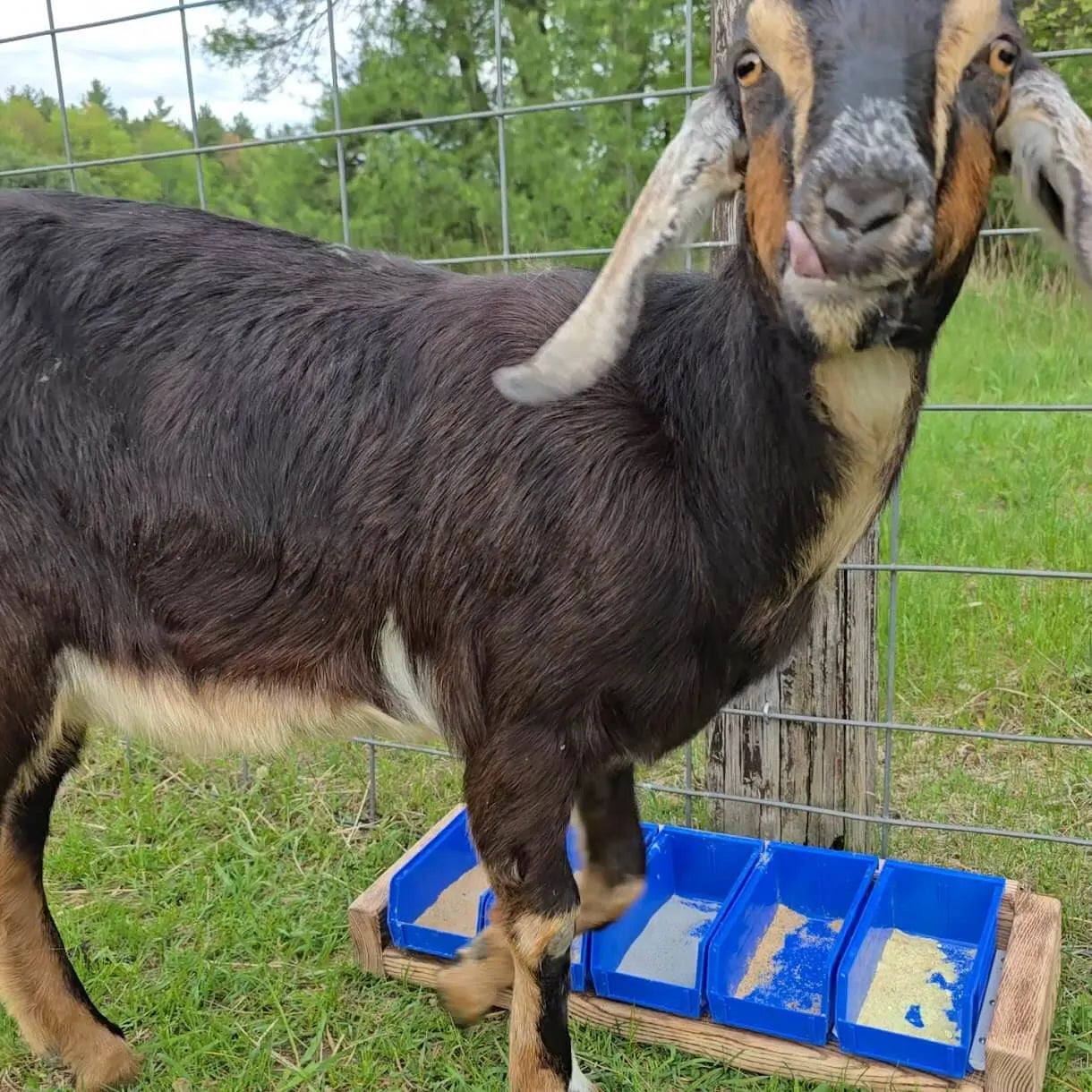 Goat selecting minerals from Sweet Medicine Farm Free Choice Mineral Buffet feeder