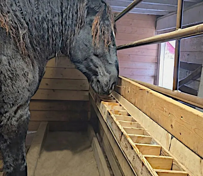 Horse stall mineral feeder used for a free choice mineral buffet system