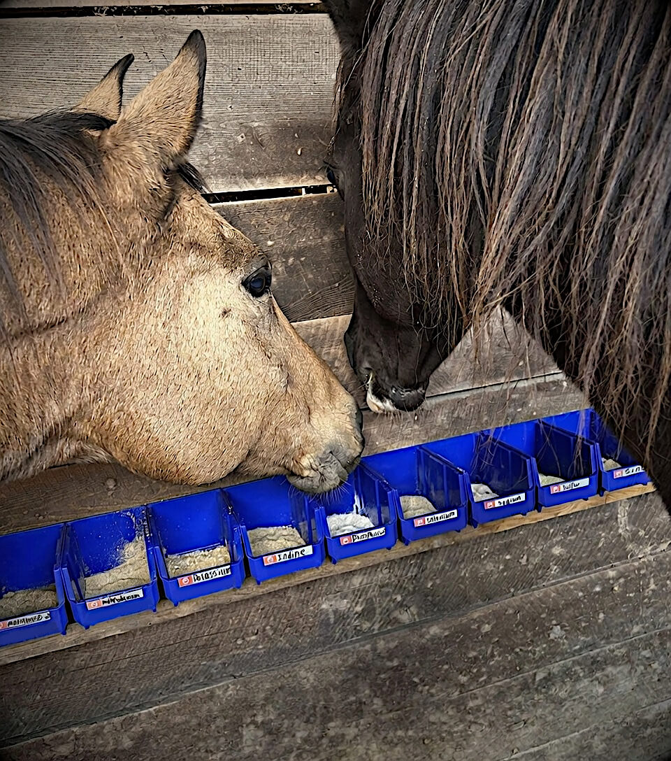 Two horses eating minerals from a Sweet Medicine Farm Free Choice Mineral Buffet feeder