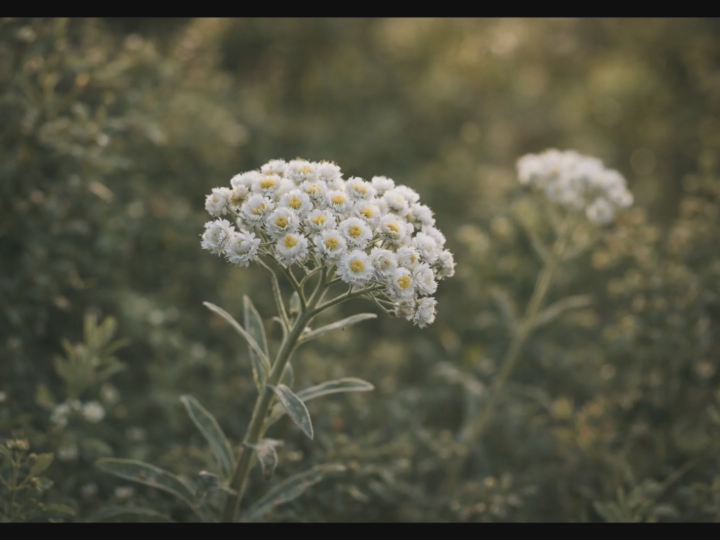 Sweet Medicine Farm tribute video honoring Susan and the creation of the Free-Choice Mineral Buffet system for pasture-based livestock.