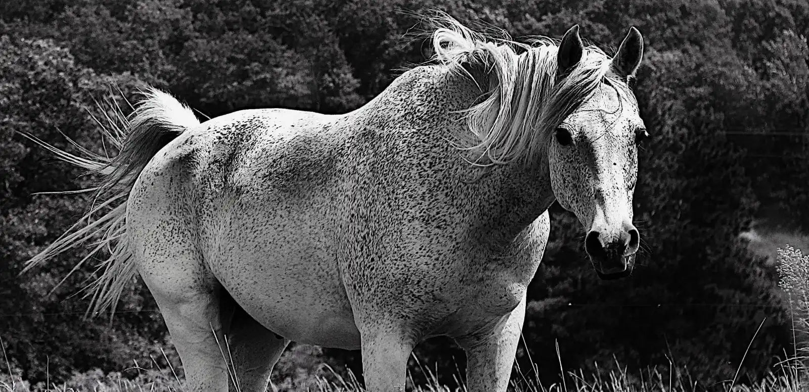 Spirit the horse at Sweet Medicine Farm pasture